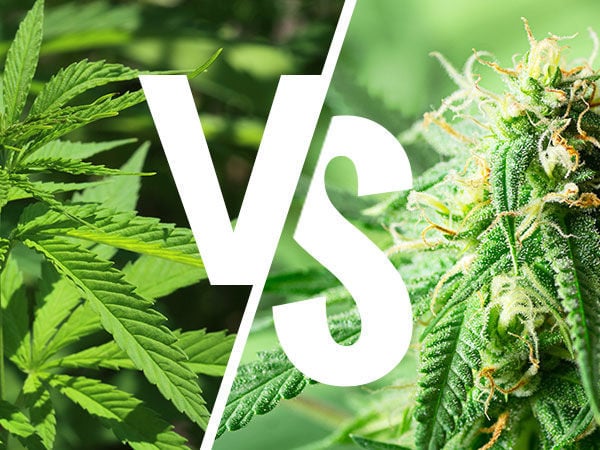 The Duration And Different Levels Of A Weed High - Zamnesia Blog