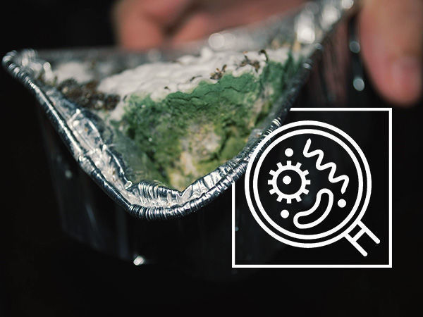 How To Identify A Contaminated Magic Mushroom Culture Zamnesia