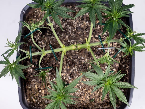 Symmetrischer Manifold in Aktion