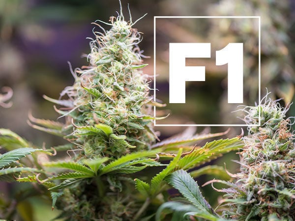 F1 Cannabis Hybrids