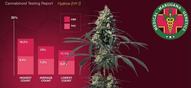 Hyidrow medical marijuana genetics Hyidrow medical marijuana genetics