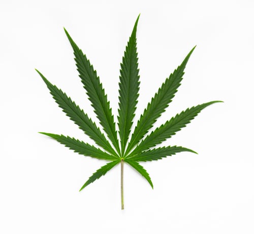 indica vs sativa vs hybrid indica vs sativa vs hybrid