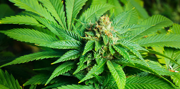 strain z mushroom vs. Indica: Sativa Effects