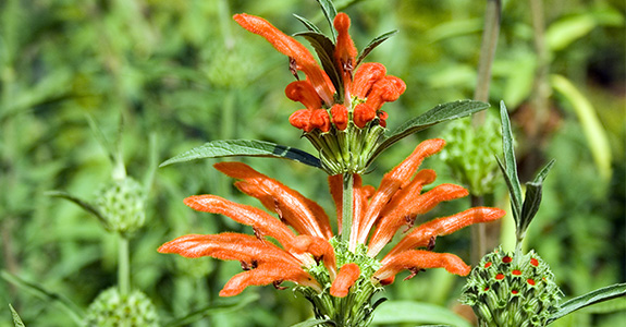 Leonotis leonurus Leonotis leonurus