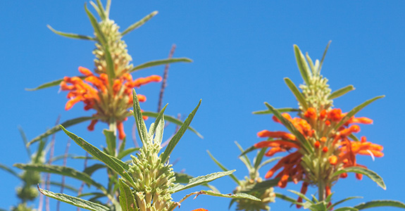 Leonotis leonurus Leonotis leonurus