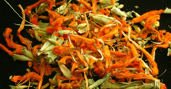 Leonotis leonurus Leonotis leonurus