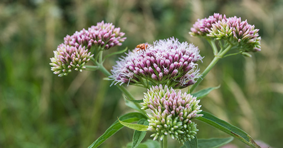 Valerian Valerian