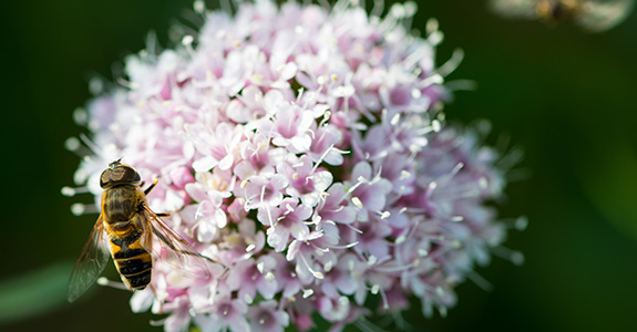Valerian Valerian