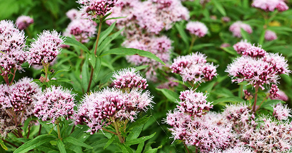 Valerian Valerian