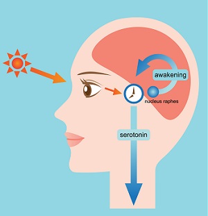 Serotonin light-darkcycle Serotonin light-darkcycle