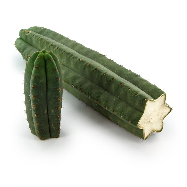 Afbeeldingsresultaat voor soorten cactus