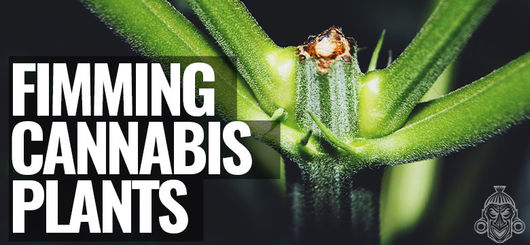 Fimming Cannabis Plants | Marijuana Yield Boosting