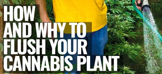 How & Why To Flush Your Cannabis Plant