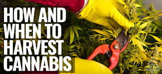 Wie und wann man Cannabispflanzen erntet