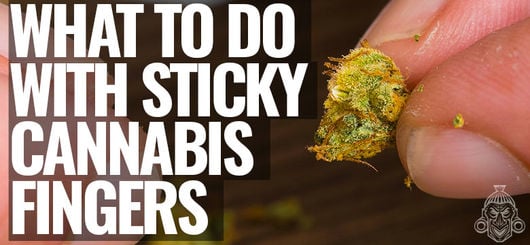 What To Do With Sticky Cannabis Fingers