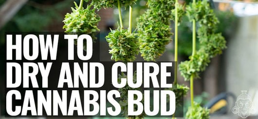 How To Properly Dry And Cure Cannabis Bud