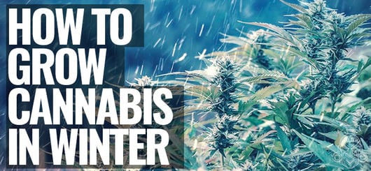 Wie Du Cannabis im Winter anbaust