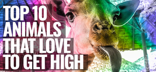 10 Animals That Love To Get High