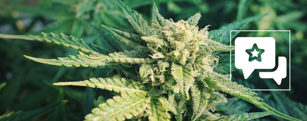 Blueberry: Cannabis Strain Review & Information