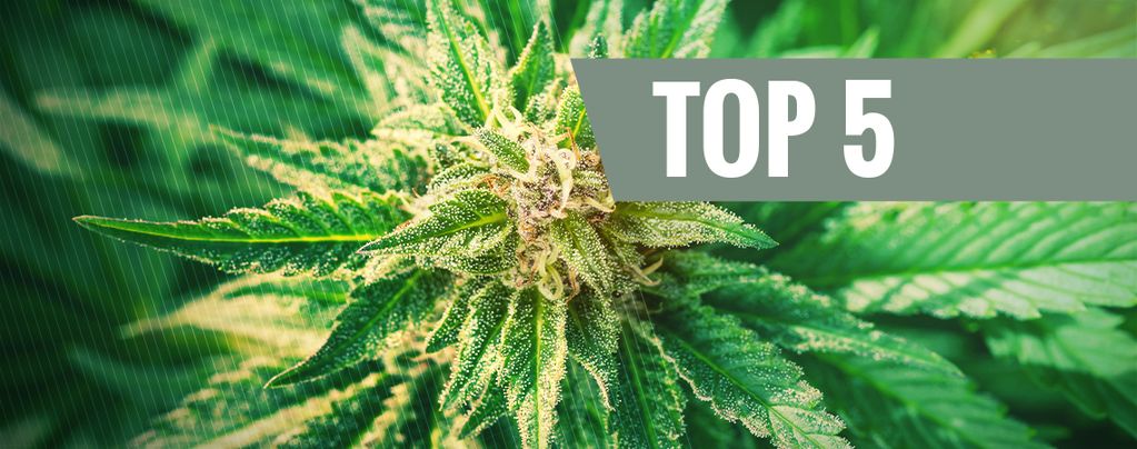 Top 5 Cannabis Ruderalis Strains