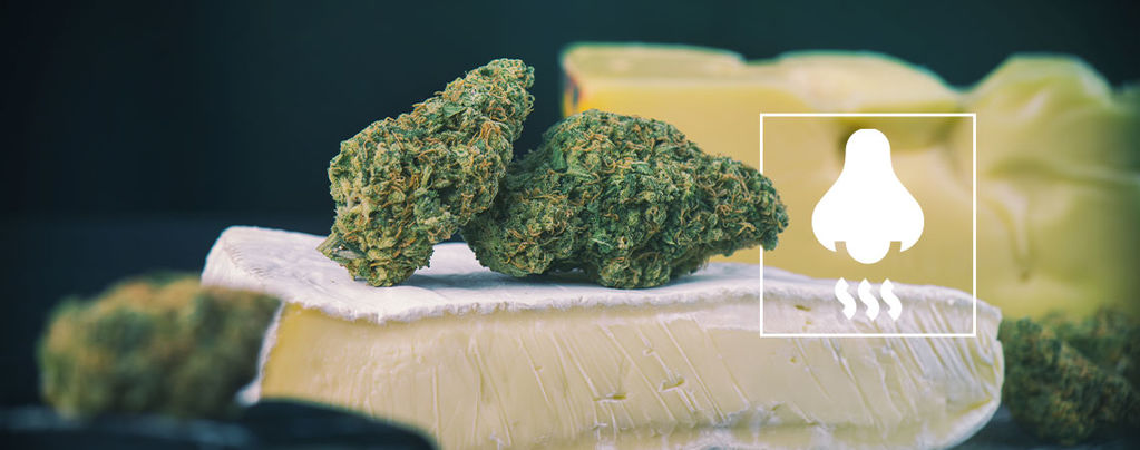 Cheese Strains: Whats Behind The Smell?
