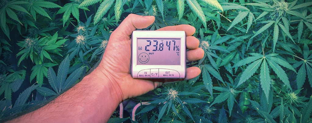 Ideal Temperature and Humidity for Weed Grow