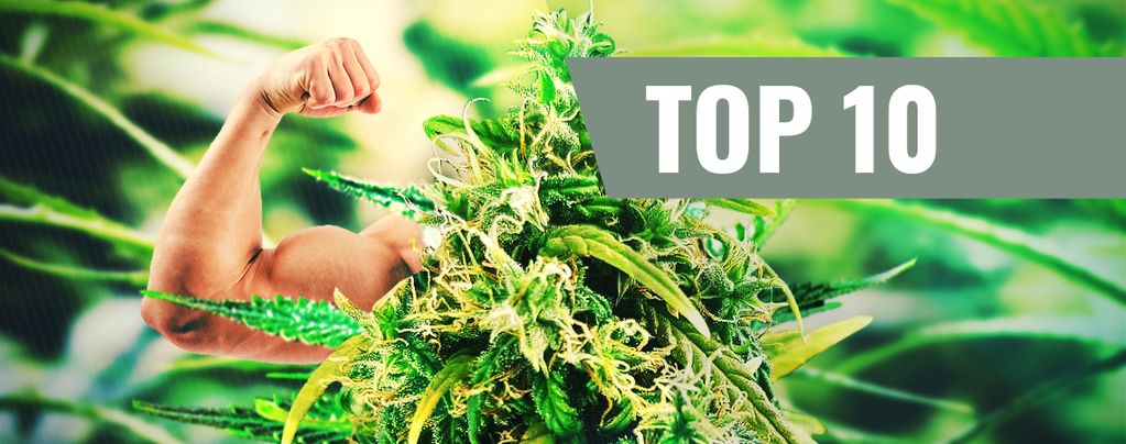 Top 10 High-THC Cannabis Strains