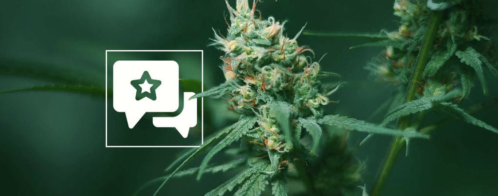 Big Buddha Cheese: Cannabis Strain Review & Information