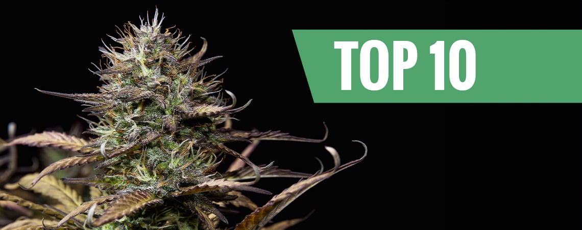 Autoflowering Cannabis Strains