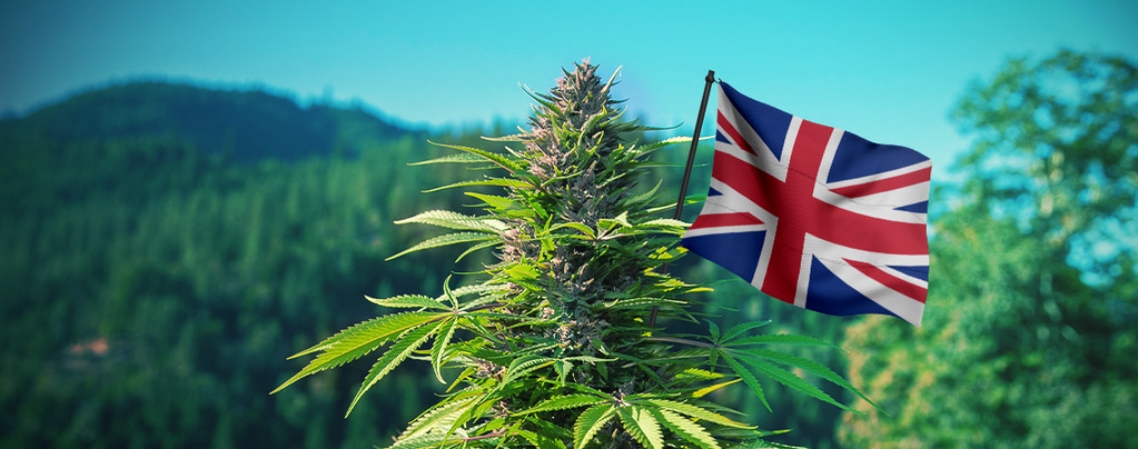 Best Outdoor Cannabis Strains To Grow In The UK