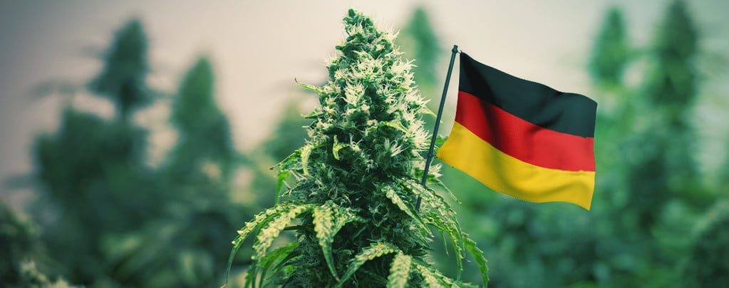 The Best Outdoor Cannabis Strains To Grow In Germany - Zamnesia Blog