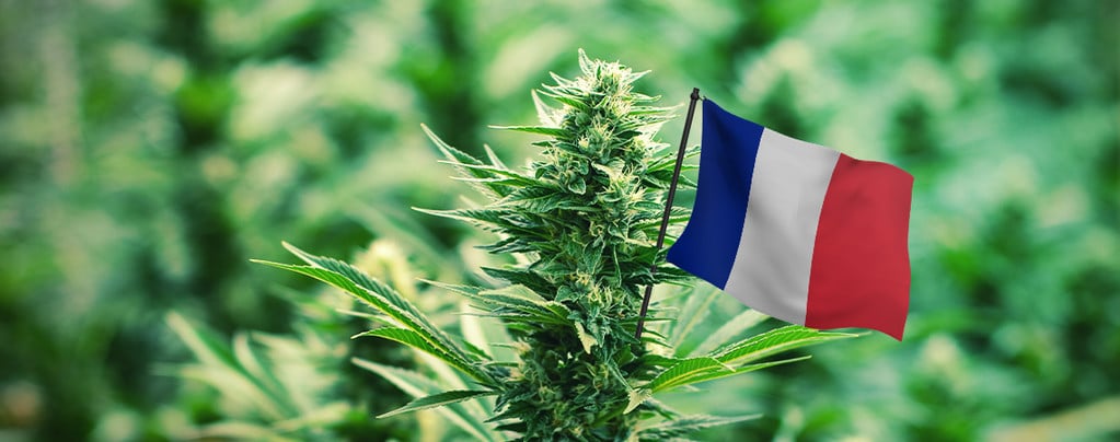 Image result for Cannabis Laws in france