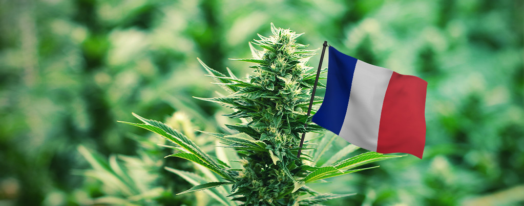 Best Outdoor Cannabis Strains for France - Zamnesia Blog