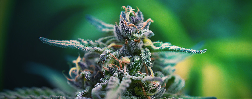Cannabis Strains for Pain Relief