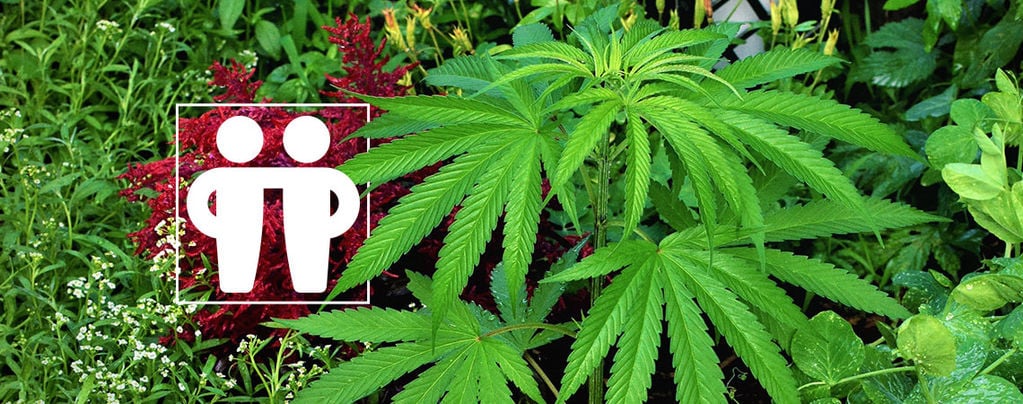 Help Your Cannabis Crop With Companion Plants