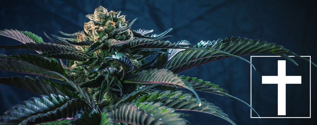 7 Cannabis Strains To Match The 7 Deadly Sins