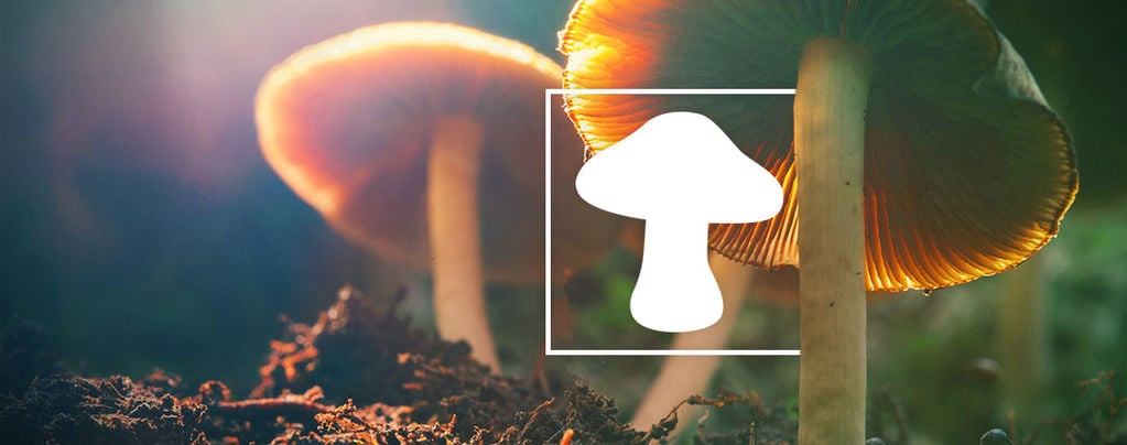 Types Of Magic Mushrooms