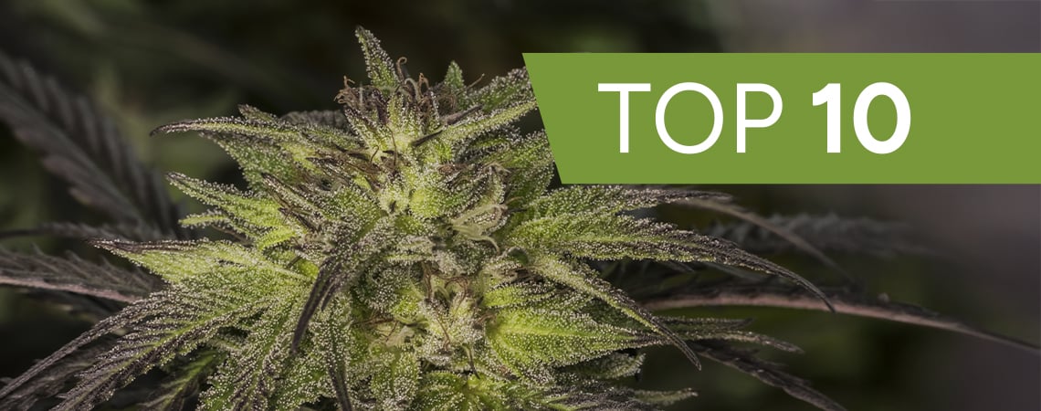 Best Hybrid Cannabis Strains