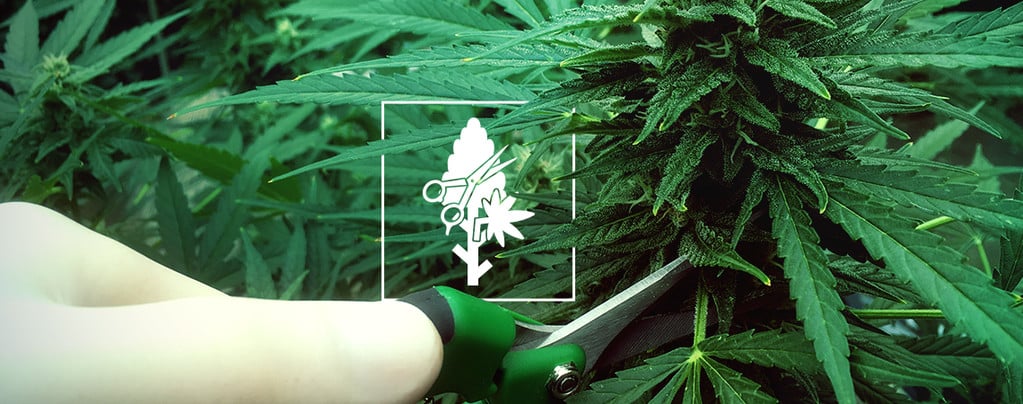 Top 4 Pruning Techniques For Your Cannabis Plants