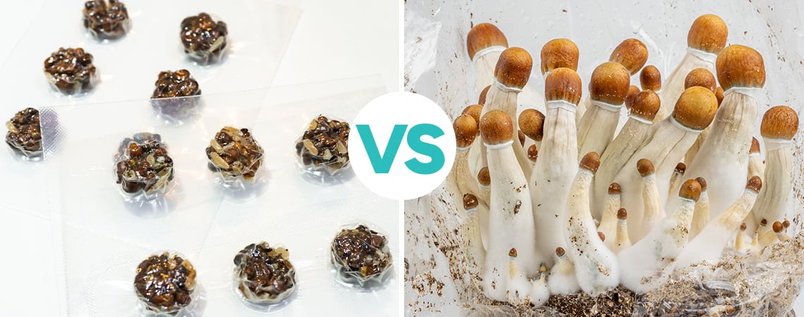 Magic Truffles VS Magic Mushrooms: Who Will Win?