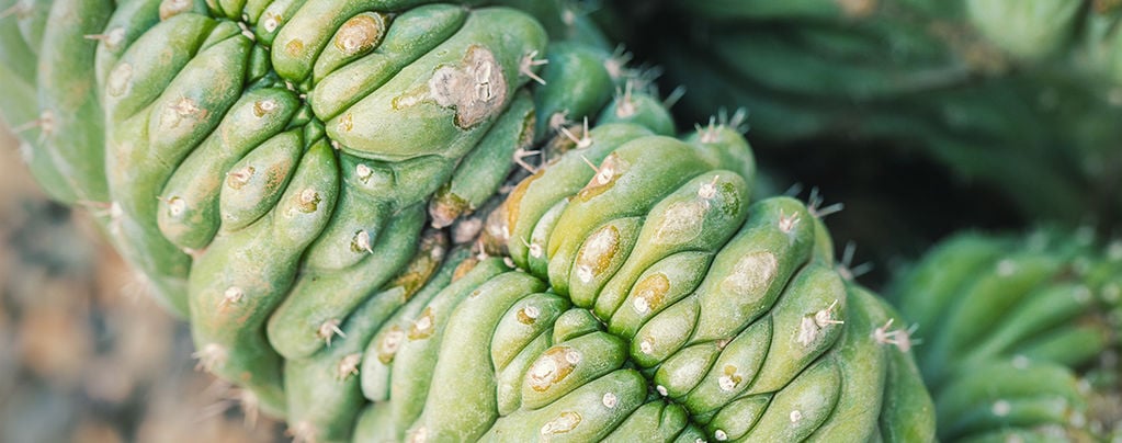 Crested San Pedro