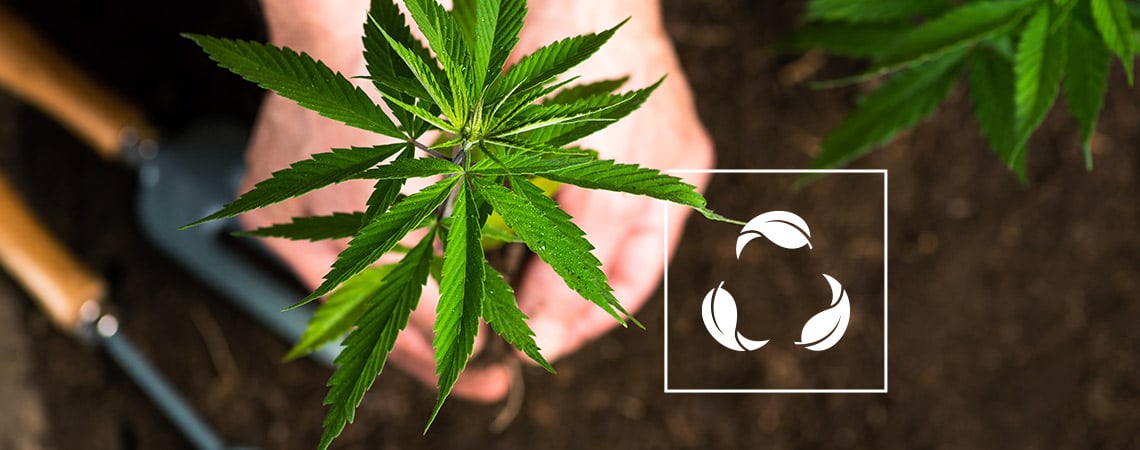 Everything You Need To Know About Growing Cannabis In Soil