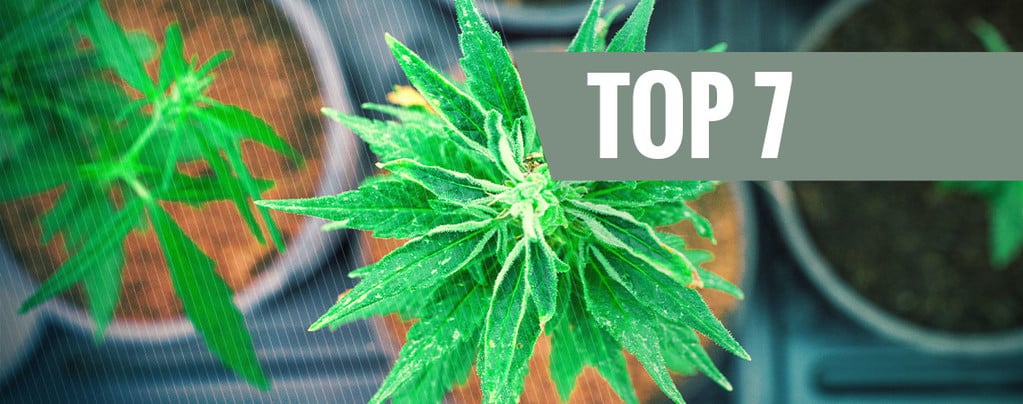 Top 7 Cannabis Strains With A Unique THC:CBD Ratio