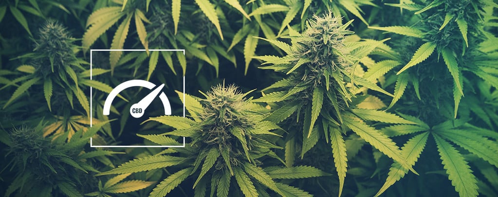 How To Increase CBD Levels When Growing Weed