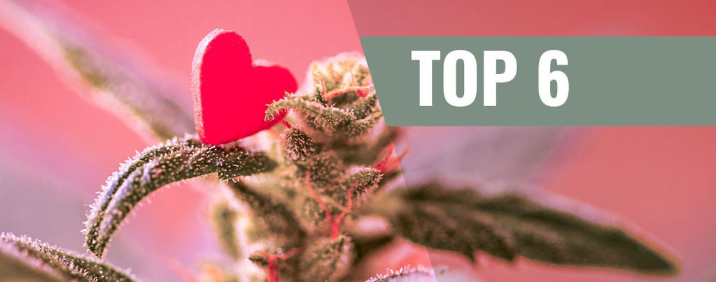 Top 6 Valentine's Day Cannabis Strains