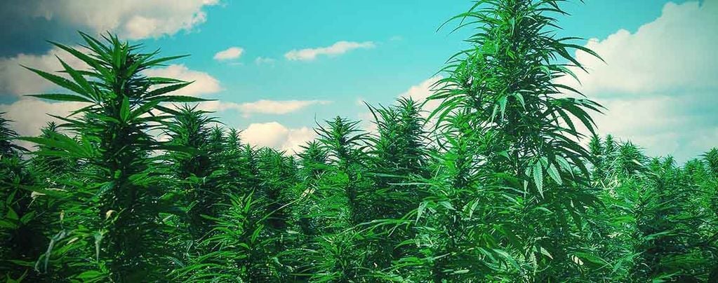 Top 10 Tips To Grow Weed Trees