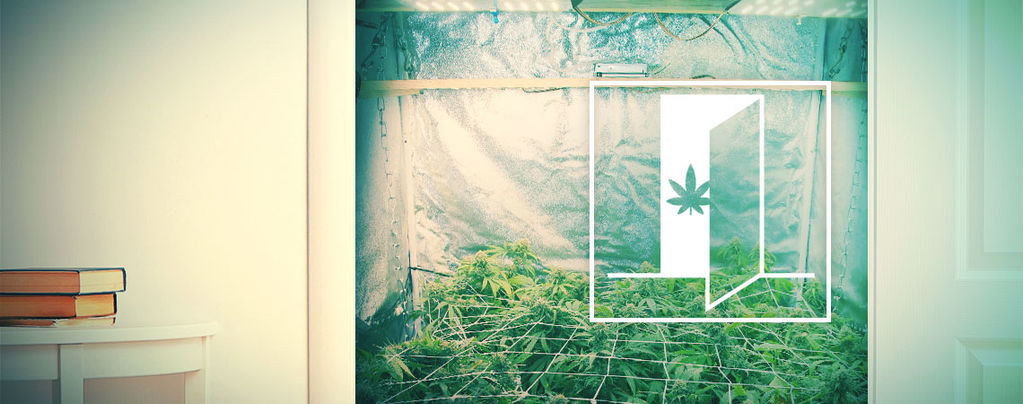 How To Grow Cannabis In Your Closet