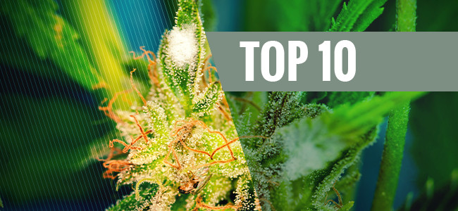 Top 10 Mould-Resistant Cannabis Strains
