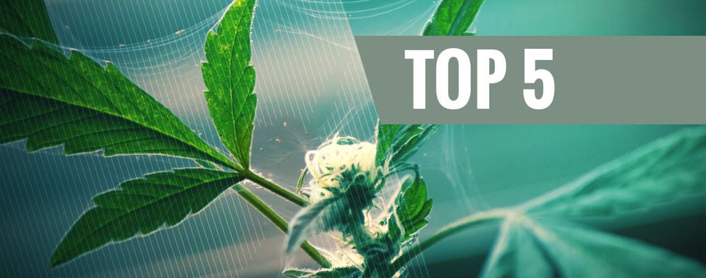 Top 5 Natural Pest Repellents For Cannabis