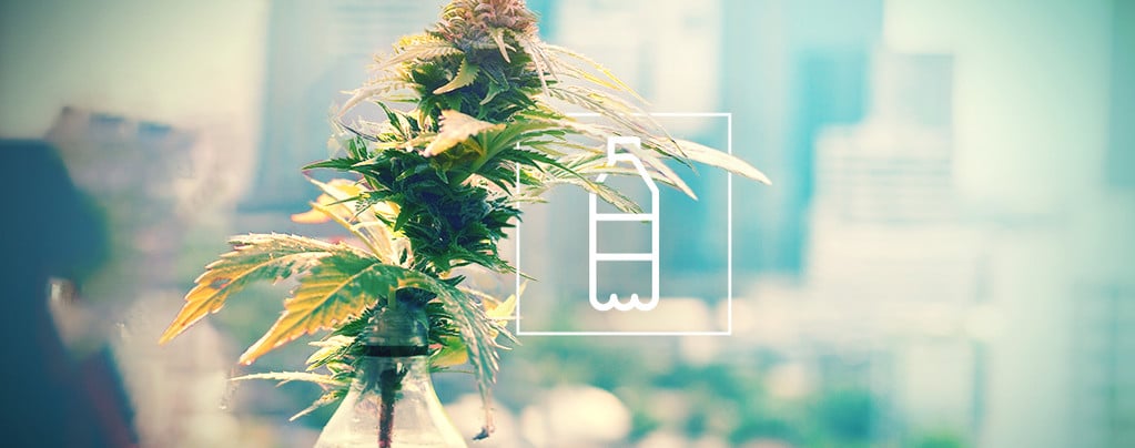 Diy Soda Bottle Hydro System For Growing Cannabis Zamnesia Blog